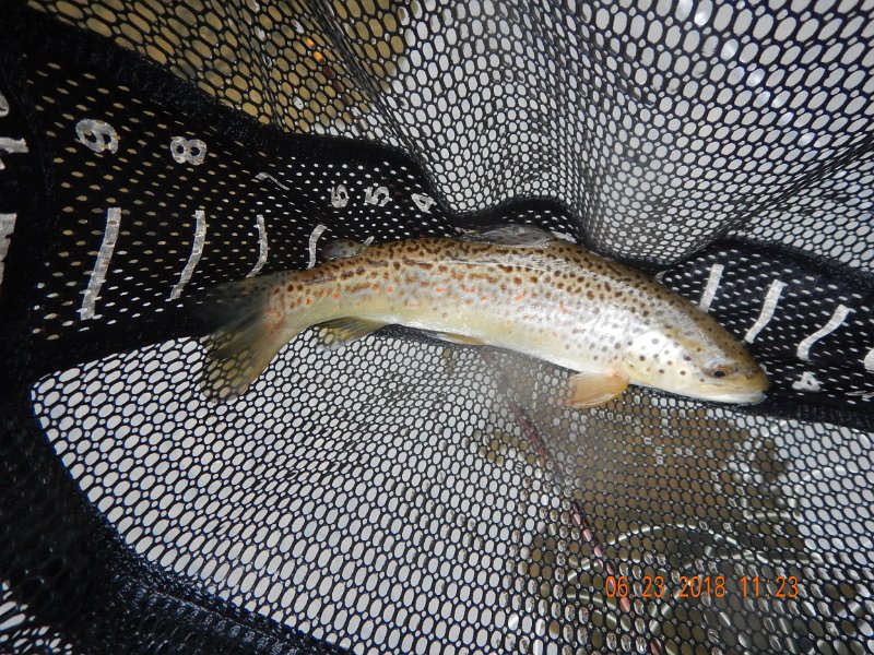 -Kettle Valley-046-.jpg - Then another brown from the same location.
